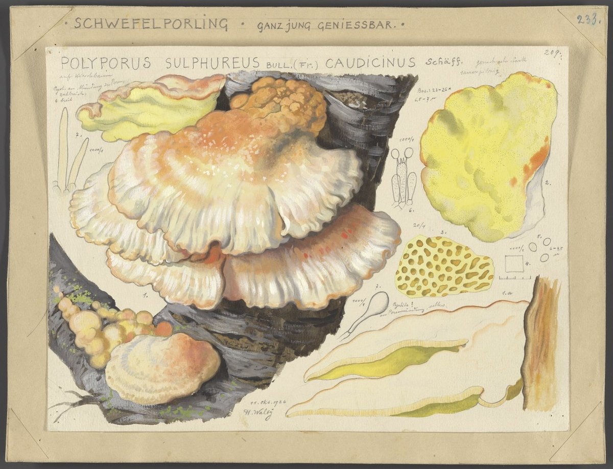 watercolor illustrations of mushrooms by Hans Walty
