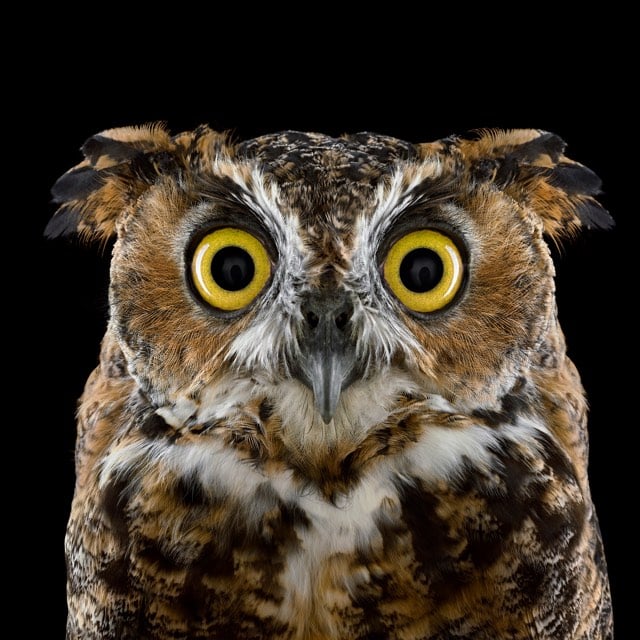 Brad Wilson Owl